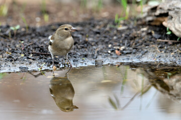 pinzón vulgar en el estanque bebiendo comiendo y bañándose  (Fringilla coelebs)