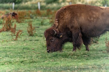 Plains bison grazing in the green field © Christoffer Holm/Wirestock Creators