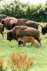 Vertical shot of the Plains bison grazing in the green field © Christoffer Holm/Wirestock Creators