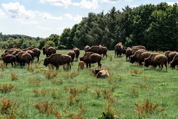 Plains bison grazing in the green field © Christoffer Holm/Wirestock Creators