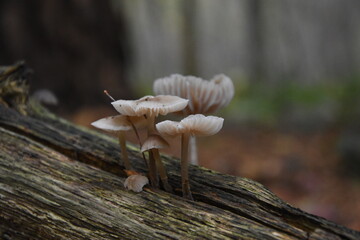 mushroom on a tree