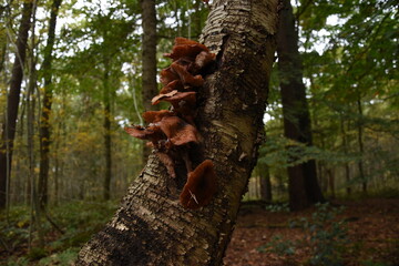 tree in autumn