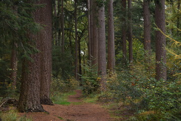path in the forest