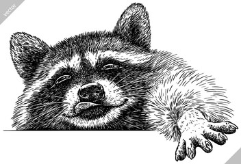 Vintage engrave isolated raccoon set illustration cut ink sketch. Wild pet background line thief racoon vector art - obrazy, fototapety, plakaty