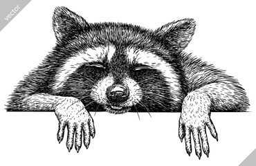 Vintage engrave isolated raccoon set illustration cut ink sketch. Wild pet background line thief racoon vector art © Turaev