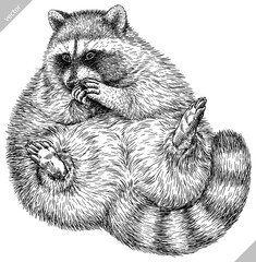 Vintage engrave isolated raccoon set illustration cut ink sketch. Wild pet background line thief racoon vector art
