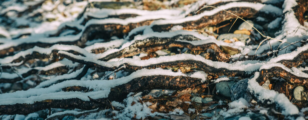 Twisted, old tree roots on the surface of the earth, in the snow