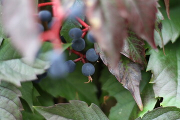 holly berries