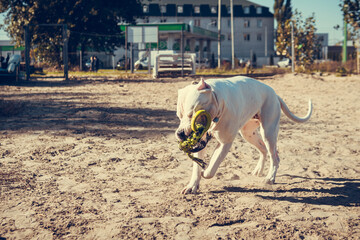 Beautiful white Staff terrier playin at the dog training ground. Dangerous dog breed. Healthy and active pet