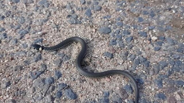 An ordinary snake (Latin Natrix) natrix) crawls on the asphalt. Close-up. Slow motion video.