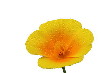 Blooming California poppies (Eschscholzia californica) after the rain