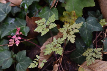 red and green ivy