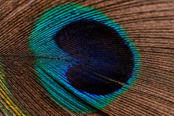 Fototapeta premium Peacock feather close up. Peacock feather close up. Bright background for screensavers.