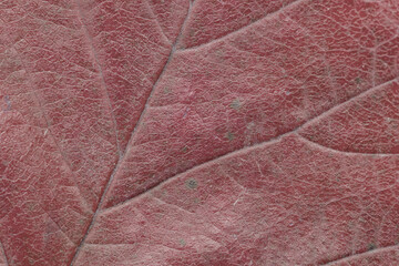 Fototapeta na wymiar Macro photo of Autumn Foliage. Red Leaf texture close up. Midvein Primary vein, Secondary vein. Glossy top side.