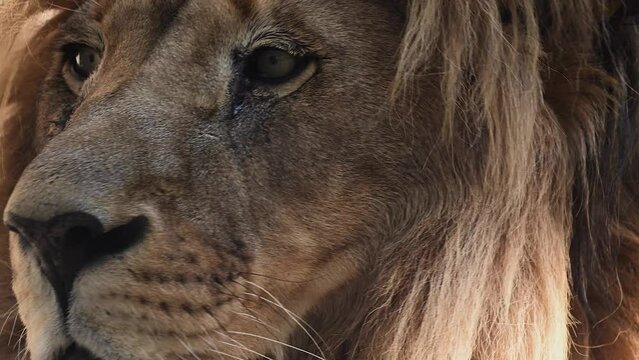 Big male lion king beautiful morning portrait, Southwest African lion close look filmed on high quality high speed camera nikon z9 