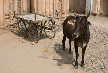 A cow in front of a gate in the old part of the city of Lucknow. Husainabad Area. Lucknow, Uttar Pradesh, India.