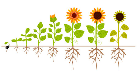 Sunflower growth process. Agricultural plant ripening stages from seed to flowering and fruit-bearing plant, root system, farm flower yellow petals, oilseed culture cycle. Swanky vector concept
