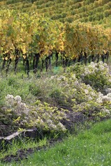 Clematis in the Vineyard