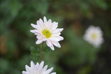 Obraz premium white fluffy daisies, chrysanthemum flowers on a green pink cream delicate pink chrysanthemums close-up in aster Astra tall perennial, new english (morozko, morozets) texture gradient purple flower 