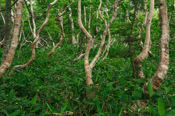 forest landscape of the island of Kunashir, twisted trees and undergrowth of dwarf bamboo