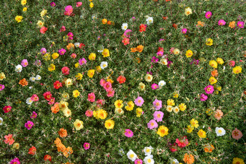 Groundcover layer of flowering Portulaca grandiflora plants.