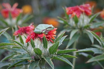 Fototapeta na wymiar frog on the flower