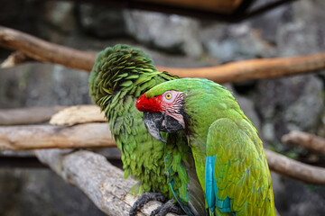 green winged macaw