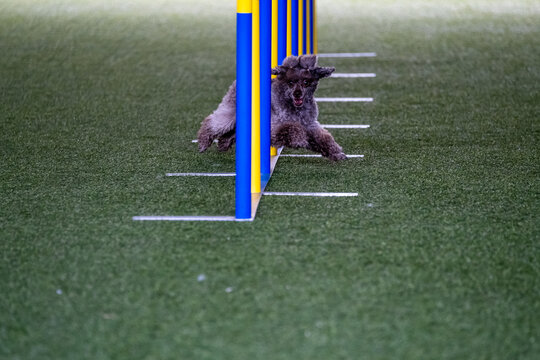 Dog Breed Faces The Hurdle Of Slalom In Dog Agility Competition. Agility Between Yellow And Azul Poles.
