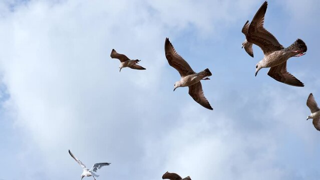 Seagulls flying in a beautiful blue sky in slow motion. Seagulls in England.