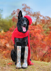 Black shepherd wearing knitted hat and scarf and rubber boots