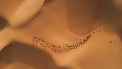 Aerial shot of a camel caravan moving in a desert - obrazy, fototapety, plakaty