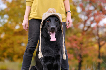 Head portrait of shepherd dog in knitted hat