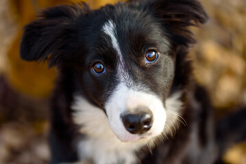 purebred border collie dog