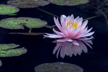 Lotus flower in the lake with water drops and aquatic plants