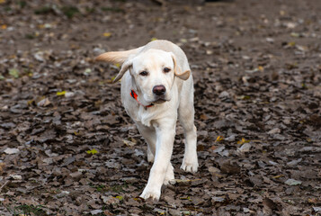 young pure breed dog run in dog park.