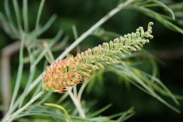 Beautiful Grevillea flower on the background of nature. The background of a flowering shrub Grevillea.