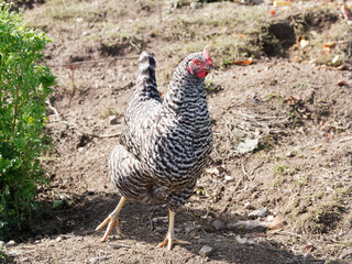 (Gallus domesticus) Poule Plymouth rock barrée ou Plymouth Rock