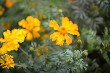 yellow-orange blackberry, marigolds close-up background, on a sunny day, blurred background, flower tagetes close-up on a green background on an autumn sunny day, orange marigold color, red flowers