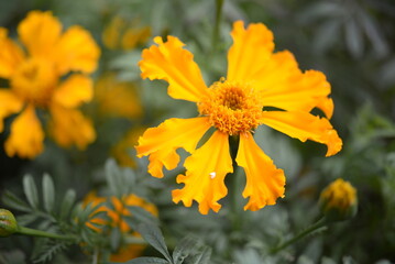 yellow-orange blackberry, marigolds close-up background, on a sunny day, blurred background, flower tagetes close-up on a green background on an autumn sunny day, orange marigold color, red flowers