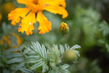 yellow-orange blackberry, marigolds close-up background, on a sunny day, blurred background, flower tagetes close-up on a green background on an autumn sunny day, orange marigold color, red flowers