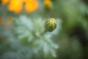 yellow-orange blackberry, marigolds close-up background, on a sunny day, blurred background, flower tagetes close-up on a green background on an autumn sunny day, orange marigold color, red flowers