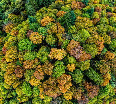 Aerial Shot Of Autumn Forest Canopy Mosaic