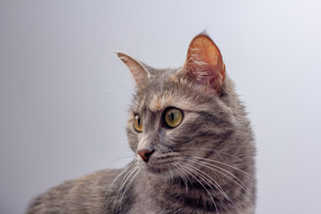 cute grey cat sit on the white background