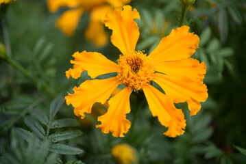 yellow-orange blackberry, marigolds close-up background, on a sunny day, blurred background, flower tagetes close-up on a green background on an autumn sunny day, orange marigold color, red flowers