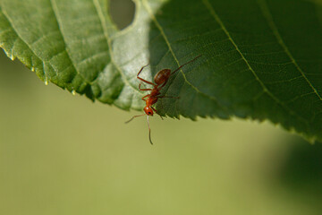 spider on leaf