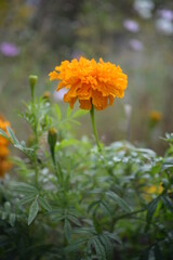 yellow-orange blackberry, marigolds close-up background, on a sunny day, blurred background, flower tagetes close-up on a green background on an autumn sunny day, orange marigold color, red flowers