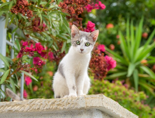 Cute little cat kitten, bicolor blue-white, posing curiously on a wall in a garden with Oleander...