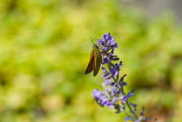 Large Skipper butterfly (Ochlodes sylvanus) perched on lavender plant in Zurich, Switzerland