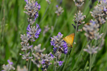 Large Skipper butterfly (Ochlodes sylvanus) perched on lavender plant in Zurich, Switzerland