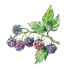 Watercolor Blackberry branch with berries and leaves isolated on white background. Simple vector illustration